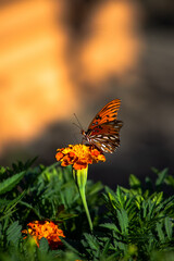 butterfly on flower