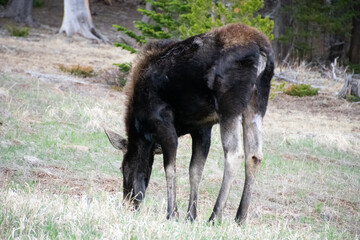 moose grazing near alice colorado