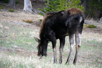 moose grazing near alice colorado