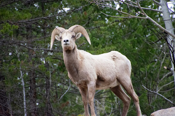 bighorn sheep guanella pass colorado