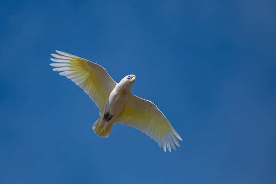 Little Corella in flight in the Australian afternoon sun,