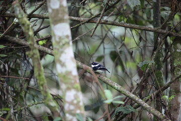 Rwenzori batis (Batis diops) is an endemic bird native to the Albertine Rift montane forests. This photo was taken  in Nyungwe National Park, Rwanda.