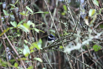 Rwenzori batis (Batis diops) is an endemic bird native to the Albertine Rift montane forests. This photo was taken  in Nyungwe National Park, Rwanda.