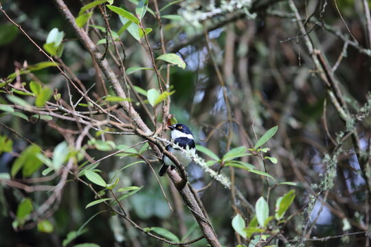 Rwenzori batis (Batis diops) is an endemic bird native to the Albertine Rift montane forests. This photo was taken  in Nyungwe National Park, Rwanda.