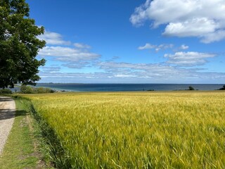 Fototapeta premium field by the sea