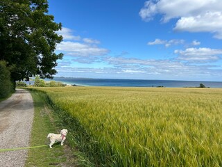 meadow by the sea