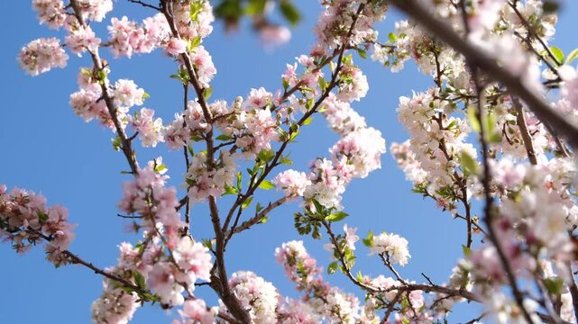 Close-up of pink blooming flowers of the Prunus 'Elvins' tree, bathing in soft spring sunlight and swaying in the wind. Japanese aesthetic, warm and romantic ambiance.
