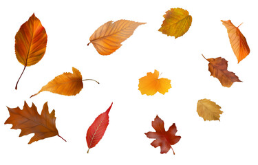 collection of leaves