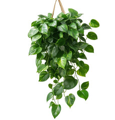 branch with leaves