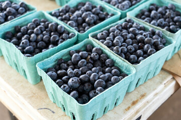 Fresh Blueberries in Green Cartons
