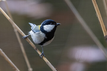 A Japanese Tit on a stem at the end of winter in northern Japan.  © Russell