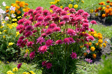pink asters early autumn flowers