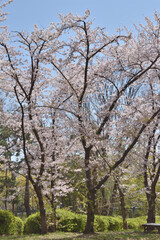 長居植物園の桜