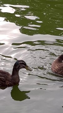 patos silvestres ba&ntilde;andose