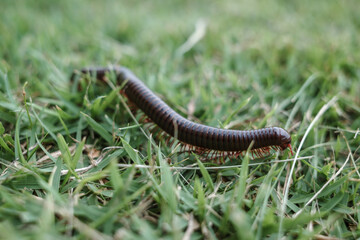  A detailed close-up shot of a millipede crawling through fresh green grass.