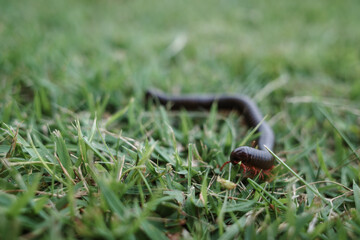  A detailed close-up shot of a millipede crawling through fresh green grass.
