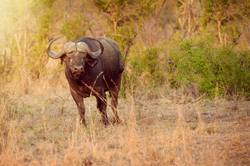 Portrait, buffalo and animal in nature, grass and freedom in national park, survival and calm in summer. Outdoor, wildlife and protected in reserve, conservation and indigenous in Botswana with plant