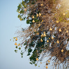 The nesting ground. Birds, tree and branches with nest, outdoor and environment of animal in nature, leaves and group. Sky, high and wildlife on plant, peace and scenery in forest, morning and.