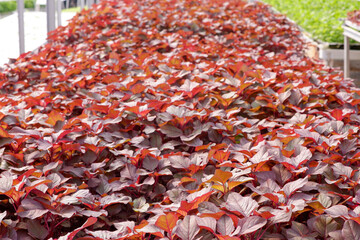 photo of red spinach plants in farm