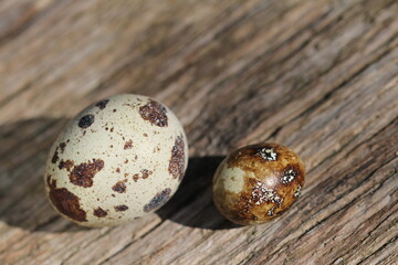 Fototapeta premium size comparison of quail eggs