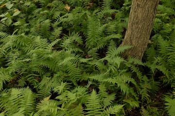 Fern thickets (Polypodiophyta) in a summer forest.