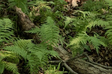 Fern thickets (Polypodiophyta) in a summer forest.