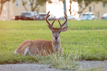 White-tailed Deer Buck Lying in Grass at Sunset