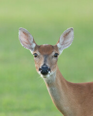 Closeup of a White-tailed Deer Doe at Sandy Hook
