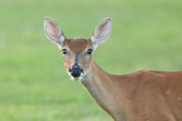 Closeup of a White-tailed Deer Doe at Sandy Hook