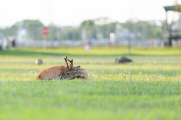 White-tailed Deer Rests in grass at Fort Hancock, Sandy Hook