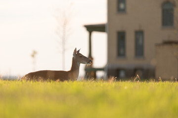 White-tailed Deer Rests in grass at Fort Hancock, Sandy Hook