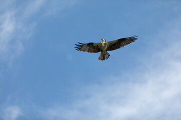 Sandy Hook osprey gliding gracefully in the clear blue sky, showcasing its majestic wingspan and keen hunting skills during summer