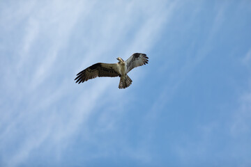 Sandy Hook osprey gliding gracefully in the clear blue sky, showcasing its majestic wingspan and keen hunting skills during summer