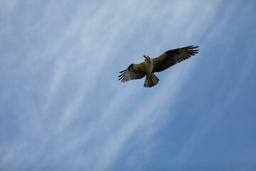 Sandy Hook osprey gliding gracefully in the clear blue sky, showcasing its majestic wingspan and keen hunting skills during summer