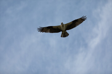 Sandy Hook osprey gliding gracefully in the clear blue sky, showcasing its majestic wingspan and keen hunting skills during summer