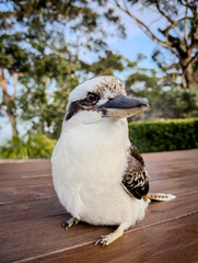 Charming Kookaburra: Australia's Iconic Laughing Bird. NSW, Australia