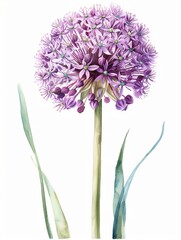 Naklejka premium Watercolor Purple Allium Isolated on White Background. Beautiful Allium Flower