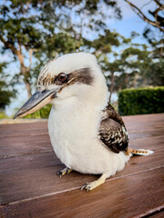Charming Kookaburra: Australia's Iconic Laughing Bird. NSW, Australia