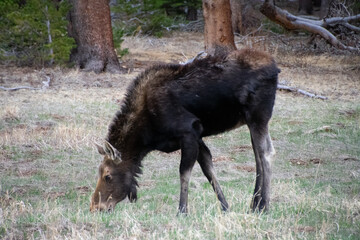 moose grazing in a field