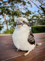 Charming Kookaburra: Australia's Iconic Laughing Bird. NSW, Australia