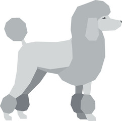 Poodle dog side view. Cute pet. Domestic animal