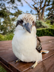 Charming Kookaburra: Australia's Iconic Laughing Bird. NSW, Australia