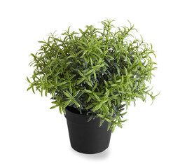 Artificial plant on white background