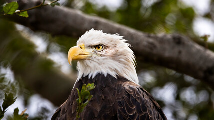 An American Bald Eagle looking regale in a tree