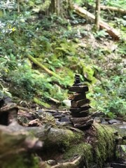 stones in the forest