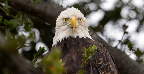 An American Bald Eagle looking regale in a tree