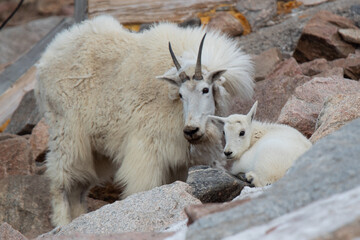 Mountain Goats