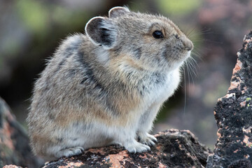 American Pika
