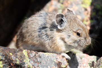 American Pika