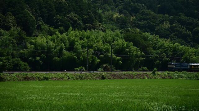 EF65に牽引されるサロンカーなにわ （東海道本線 安土 - 能登川, 2024年8月）